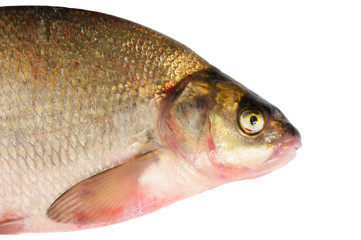 Fresh freshwater fish Bream.