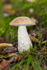 brown cap boletus