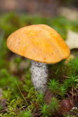 orange-cap boletus