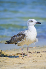 seagull