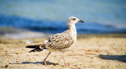 seagull