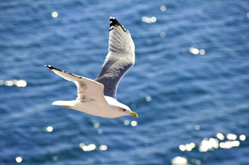 flying seagull © feraru nicolae