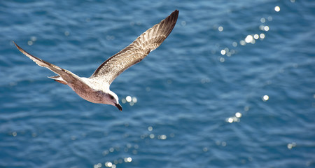 Fototapeta premium flying seagull
