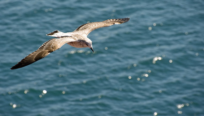 flying seagull