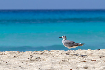 Seagull on the beach of Caribbean Sea