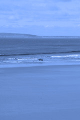 horses having a dip in the blue sea