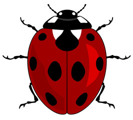Ladybird