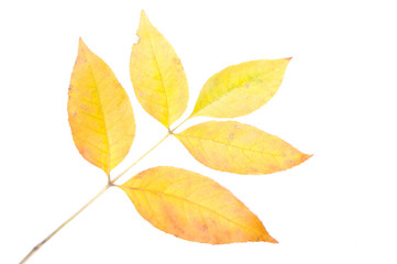 Closeup of maple autumn leaf on white background