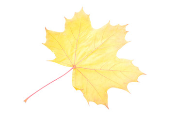 Closeup of maple autumn leaf on white background