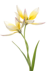 Fototapeta na wymiar tulipan