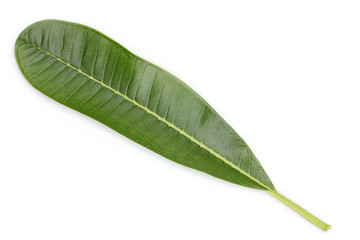 Obraz premium frangipani leaf isolated on white background