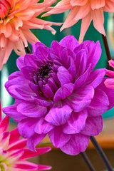 Fotobehang Magenta chrysant bloemhoofd © photomic