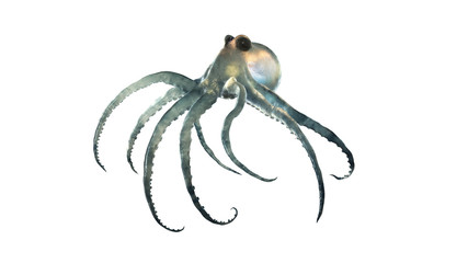 deep sea octopod isolated on white © TiefenWerft