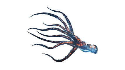 deep sea octopus isolated on white © TiefenWerft