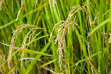 ear_of_rice_49