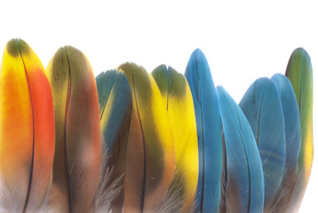Plumas de guacamayo © Ana Tramont