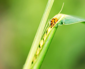 Beetle in the grass