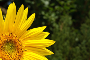 Sunflower background