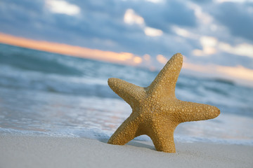 starfish on beach, blue sea and sunrise