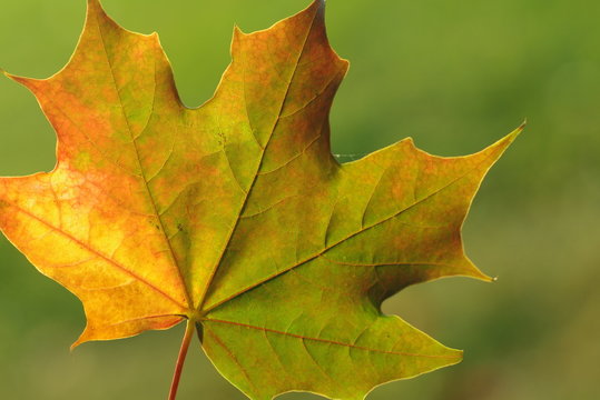 Liść klonu jesień