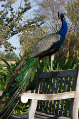 Naklejka premium Pfau auf Bank