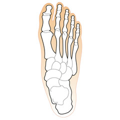 Bones of the Human Foot