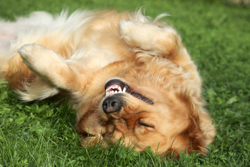 Golden Retriever lying on green grass.