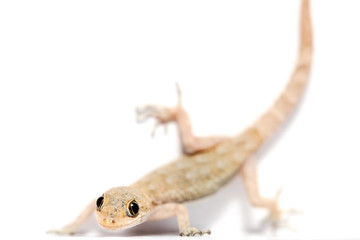 lizard