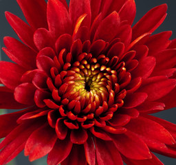 Red Chrysanthemum Flower