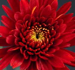 Zelfklevend Fotobehang Rode chrysantenbloem © jfunk