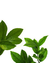 Leaves