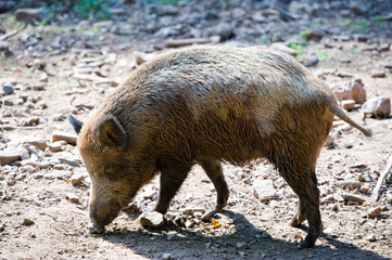 wild pig
