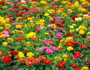 Large Flower Field with Marigolds