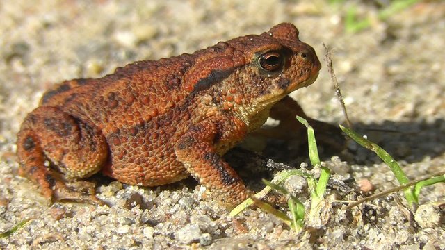 Erdkr&ouml;te - Bufo