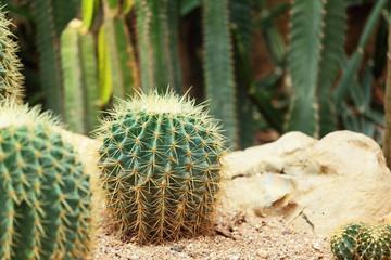 Cactus in Desert