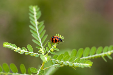 Ladybug