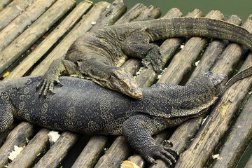 Asian Water Monitor Varanus on wood