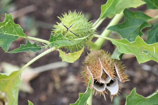 jimson weed