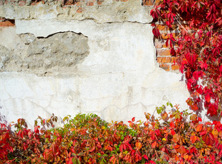 Red creeper plant on wall