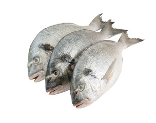 Fresh dorado fish isolated on white background