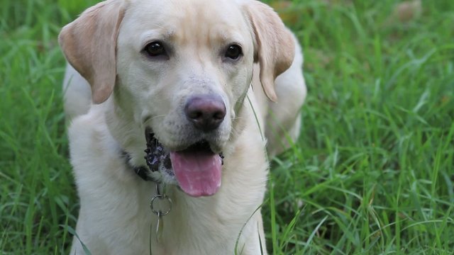labrador retriever