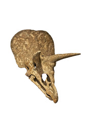Craneo de triceratops © mrks_v