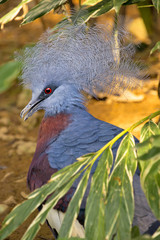 Crowned Pigeon