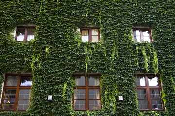 House covered with green leaves