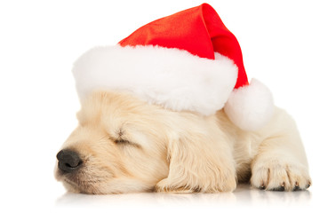 retriever puppy in a Santa Claus hat