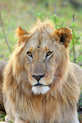 Fototapeta na wymiar Mężczyzna African Lion w Masai Mara w Kenii
