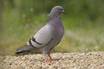 Rock Pigeon