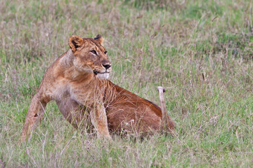 African Lion in the Lake Nakuru National Park, Kenya