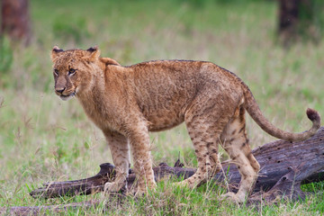 Fototapeta na wymiar Młody lew afrykański w Lake Nakuru National Park, Kenia