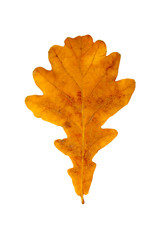 Autumn leaves